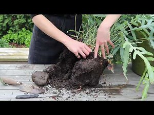 Phlebodium Blue Star - Divide and Re-Pot