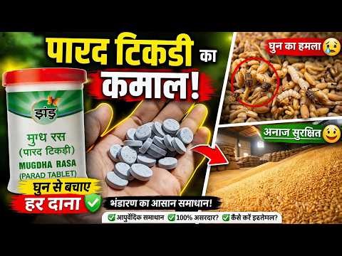 Parad Tikdi Use | Method to protect wheat from weevils | Mugdha Rasa Truth 😳
