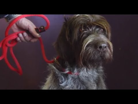 Wirehaired Pointing Griffon