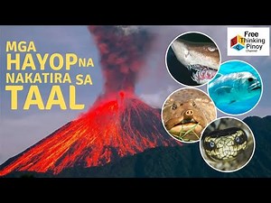 ANIMALS FOUND ONLY IN TAAL LAKE | Kakaibang Hayop na Makikita sa Lawa ng Taal