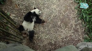 How do you tell when Kai Kai & Jia Jia are in the mood for love? Here are the signs that giant panda mating season is upon us!