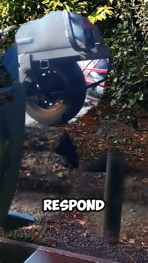 Can rabbits understand human emotion?🐰💖