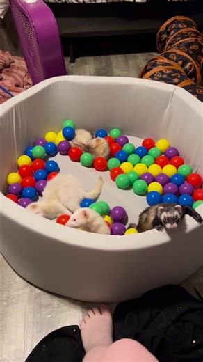 Ferrets have a way of burrowing into our hearts, don't they? Their little noses, twitching whiskers, and playful nature make them impossible to resist. Who else loves snuggling with their ferret? #FerretSnuggles #FerretCuddles #FerretLove#usa🇺🇸