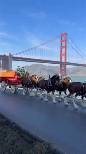 Presidio of San Francisco | With iconic views of San Francisco’s Golden Gate Bridge, the Presidio is a national park site where history, culture, and unforgettable... | Instagram