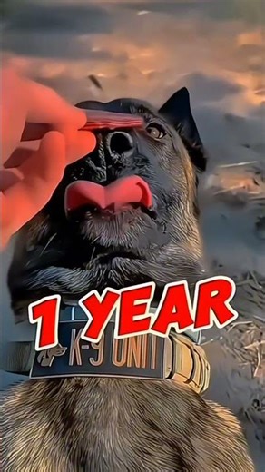 #usa🇺🇲 #k9trainer #dog🐕🐕 #dogfinstagram #trending #trainingdogs #k9 #tactical #viralshorts #fyp