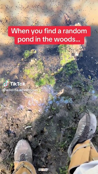 Discover a Hidden Pond Full of Frogs and Tadpoles