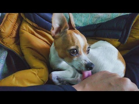 Why does a Chihuahua lick its owner's hands? | @AmigoChihuahua