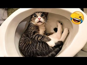 Funniest Cats and Dogs Compilation 2025😹🐕Try Not to Laugh😂