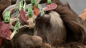 Oh, to be a baby sloth resting on your mama's belly, chowing down on some fresh vegetables.... 💜 | Philadelphia Zoo