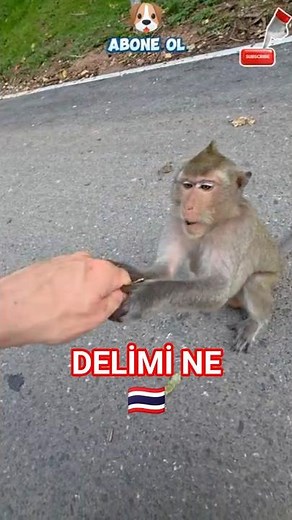 HYPERACTIVE MONKEY #shorts #funnyanimals