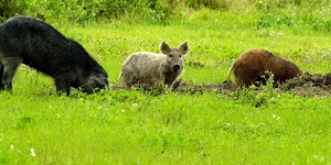 Wild ‘super pigs’ from Canada could become a new front in the war on feral hogs