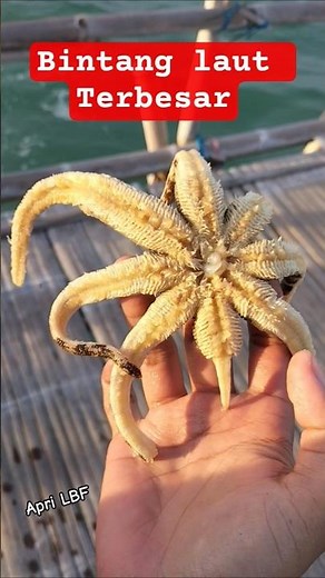 the biggest starfish in ocean