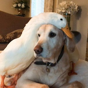 Watch a 100-pound dog fall head over heels with a little duck 💜 | Odd Couples by The Dodo
