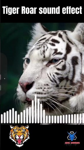 Tiger Sound Effects: High-Quality Growls, Roars, and More - #shorts #short