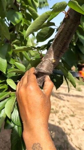 Innovative Fruit Tree Propagation: Masterful Air Layering Technique