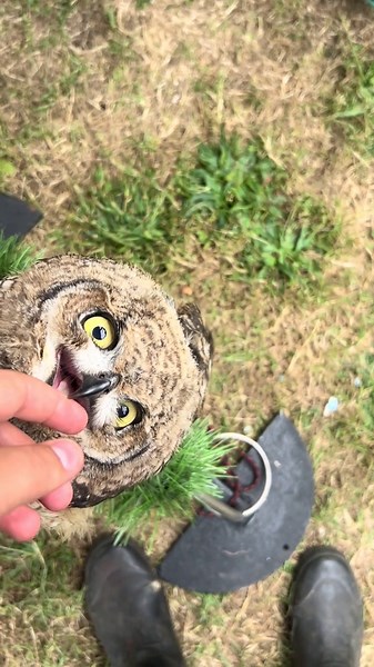 Our african Spotted eagle owl chick Merlin is growing fast and getting cuter each day!! #happyhooves #fyp #birdsofprey #owls #africanspottedeagleowl