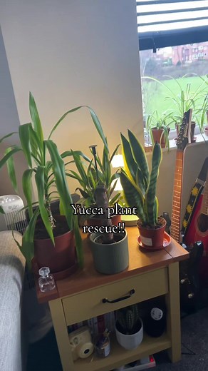 Yucca Plant Rescue Tips and Care