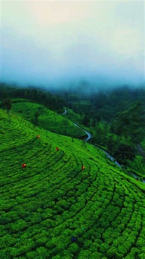 This Place Heals Your Mind 🌿 | Sri Lanka 🇱🇰