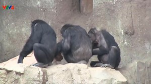 Monkey mating ! | Animals and Animals Channel