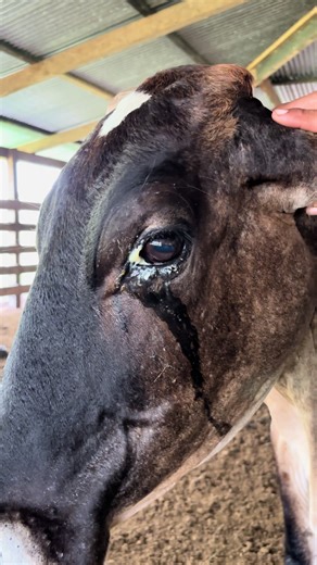 Miel 🍯 de abeja 🐝 para limpiarle el ojo 👁️ a la vaca 🐄 #viral #campo