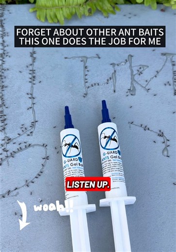 Effective Ant Control with G-UARD ANT GEL BAIT