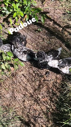 #poule #love #nature #videoftheday #padoue | Poule de race