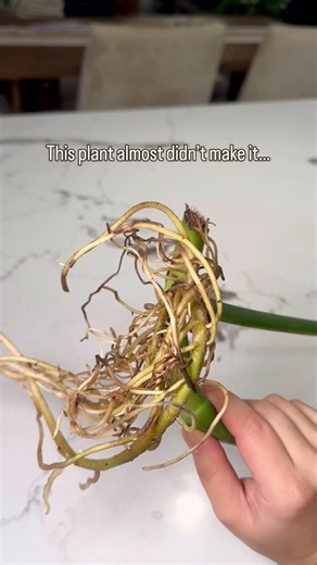 Almost lost this plant…