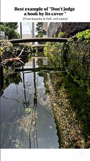 Beauty speaks in Silence ✨ #beauty #greenery #nature #underwater #view#1mviewers@Mafiaqueen_Shadox