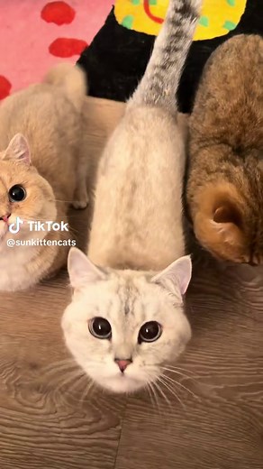Goob the Cat's Hilarious Leap into Scoob