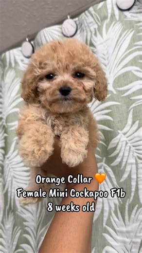 Houston Mini Cockapoo Puppies on Instagram: "Soft curls, sweet eyes, and the gentlest little soul 🐾🧡 #cockapoo #cockapoo_corner #cockapoopuppy #houstonpuppies #cockapoolove"