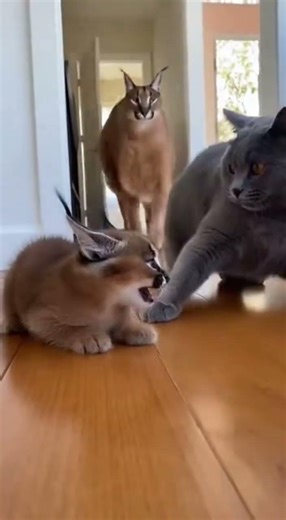 🦁😳 Bully Cat Slaps Baby Caracal… Then Mom Appears From Nowhere #animals #cats #wildlife