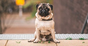 Cyril Schreiner "a joué sur l’émotion des gens": la polémique après le faux "vol" d'un chien enfle