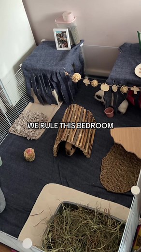 My Room Setup with Guinea Pigs: A Funny Tour