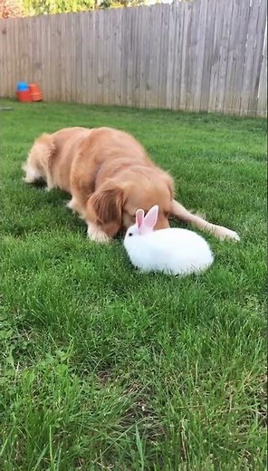 犬とウサギが仲良くなる瞬間が可愛すぎる #ペット #犬 #うさぎ
