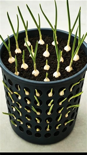Garlic Growing Time Lapse | #gardeningtips