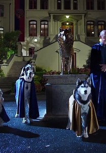 Pup Academy S01:E01 - The Stray's First Day