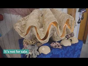 Sea Shell City is full of novelties and oceanic treasures