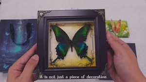 Handmade Real Butterfly Framed with 5 Pieces Gift Set - Gothic Home Decor and Vintage Frame - Butterflies Taxidermy Shadow Box Collection (Tiger Butterfly)