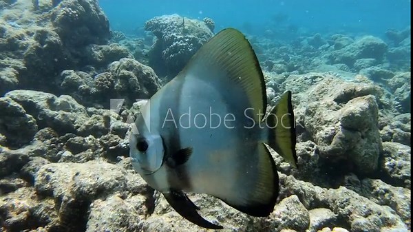 Platax teira, also known as the teira batfish, longfin batfish, longfin spadefish, or round faced batfish is a species of marine ray-finned fish belonging to the family Ephippidae