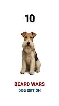 Beard Wars: Dog Edition | The Ultimate Dog Beard Showdown - You Won’t Believe #1!