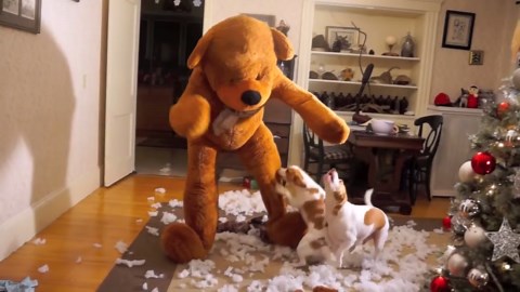 Giant Teddy Bear Makes Dogs' Christmas Magical