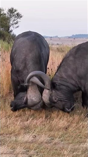 The African Buffalo: Africa’s Black Death!