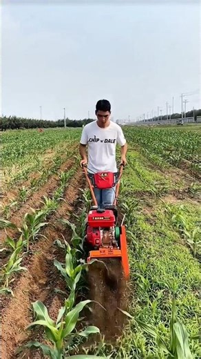 Agricultural Land Cultivation Using Cultivator Machines on Corn Fields #shorts