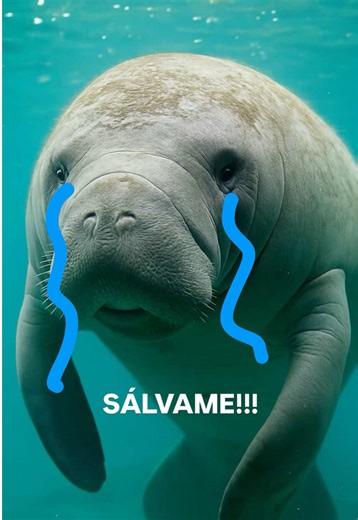 @Change.org México @Greenpeace México | change.org