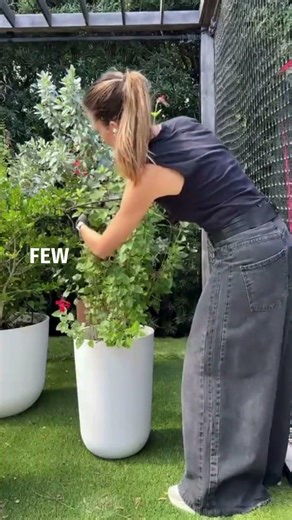 Stop Floppy Plants! Easy Plant Support Trick