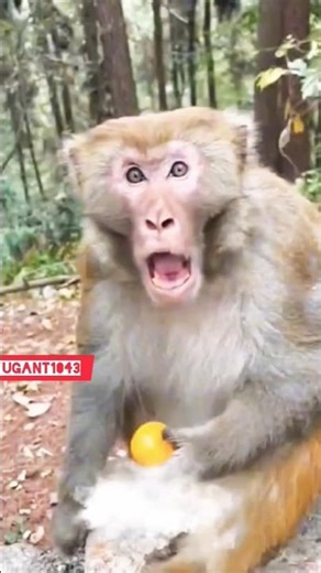 Monkey Funny Capture #monkey #shortfeed