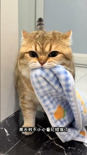 Cat: Other cats all accidentally wandered into heaven... I've deliberately chosen this humble hom...