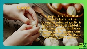 Rabbit-Repelling Scents