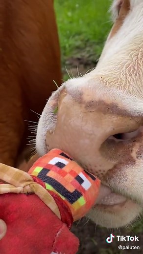 Mini Mini Paluten vs. Kuh 😅