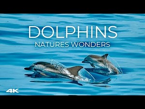 🐬 Dolphins of the Ocean in 4K 🌅 | Above & Beneath the Waves 🌊 | Nature’s Wonders 🌿